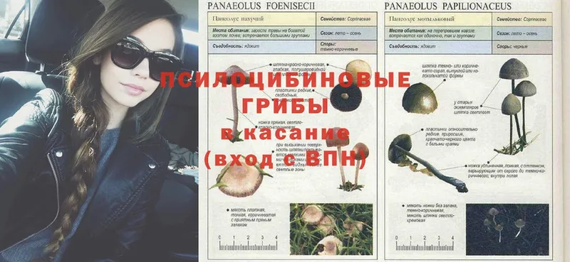 Псилоцибиновые грибы Psilocybine cubensis  где продают наркотики  Воскресенск 